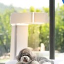 행복을줄개 이미지