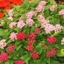 장안꽃시장 이미지