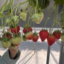 채원농원 이미지