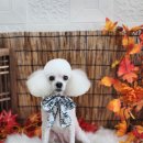 가을소녀 이미지