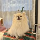 토실이네 | 아기랑 강아지랑 여행, 남양주 펜션 토실이네 독채 숙소 후기