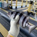 낚고락고 | 제주 이색 체험 바다낚시 신흥바다낚시공원 낚고락고 방문 후기