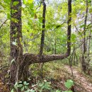 구림 금평교 이미지