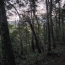이삭줍기 | 능이버섯산행] 2025년 능이버섯 산행 , 경북 김천 구미 능이버섯 산행 , 초보 산행 능이버섯 이삭줍기 후기