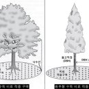 제초제 피해 수목에는 시비 자제 이미지