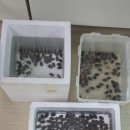 백연농장 Daum카페