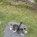 우복동 편백 펜션 이미지