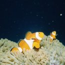 부산뷔페 이미지