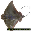 磯 LBG FC 어류백과 - 위험한 뉴질랜드 바다 생물 이미지