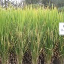 세종사료 이미지