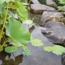 궁남손칼국수 이미지