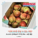룰루라라 | 코스트코 신비복숭아 가격 맛 후숙 방법, 1년에 딱 3주 한정판 내돈내산 후기 l 라라로그