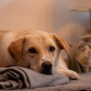 정자동 신미주(아) 이미지