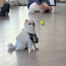 멍멍이를 부탁해 | 2월 둘째, 셋째 주 | 빈티지 디카로 보는 세상 (+ 설 연휴)