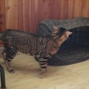 소유뱅갈캐터리 이미지