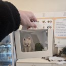 문퍼피 | 송파 강아지케이크 크리스마스 기념 포에버퍼피