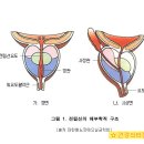 비뇨기 건강 - 전립선염의 치료 이미지