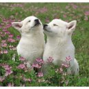 25시종합동물병원 이미지