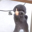 영타코 이미지