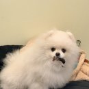 까까뭐멍냥 이미지