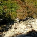 피아골단풍민박 이미지