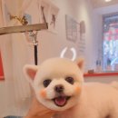 이쁘개왈왈 이미지