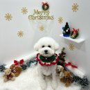 샤멍샤멍 이미지