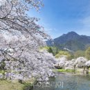 울릉벚꽃 이미지