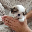 벨라켄넬 이미지