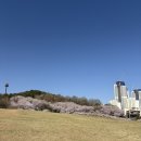 배방읍 용연로 | 천안 아산 벚꽃 명소 ! 반려견 동반하기 좋은 산책로가 있는 지산공원