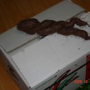 베베꼬