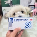 프로텍 앞 | 강아지 관절보조제 고민해결 케어사이드 모두 콘드로프로텍