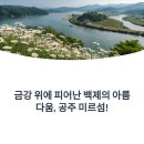 금강나루길 | 공주 미르섬 코끼리마늘꽃과 샤스타데이지 만나기 (금강신관공원, 공산성)