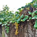 영평리 선정비 이미지