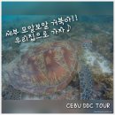 세부 모알보알 거북이 보러 막탄공항에서 바로 떠나요♪♬