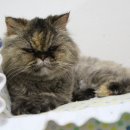 벨라동물병원 이미지