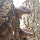 천공농장 이미지