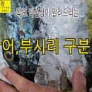 자연산 방어, 부시리 구분법 안내 입니다. 이미지