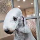 개미애견미용실 이미지