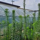 곡성-158 이미지