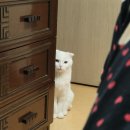 고양이 하루 이미지