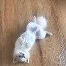 5살 반 포메라니안 분양 보냅니다.... 이미지