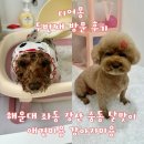 개미용중 | 디어몽 해운대 좌동 장산 달맞이 애견미용 2번째 후기