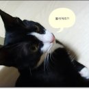 콩이언니