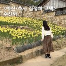 추사고택 관사앞 | 예산여행 추사 김정희 고택 3월 29일 실시간 수선화 봄꽃 산책