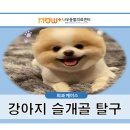 나우동물의료센터 | 강아지 노원구 슬개골 탈구 수술에서 가장 중요한 것은 무엇일까?