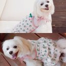 핑크강아지 이미지