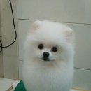 반디동물병원 이미지