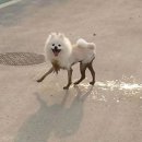 댕댕이