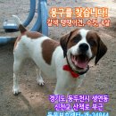 강아지를 찾습니다/믹스견/수컷/경기도 동두천시 생연동 신천교 산책로 부근 이미지